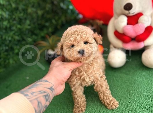 Orji̇nal Toy Poodle Di̇şi̇ Yavrumuz görsel