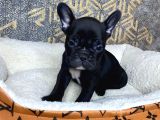 French Bulldog Yavrular Aşılı Eğitimli