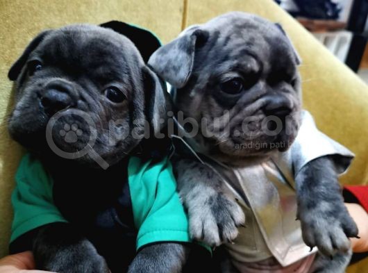 Lilack Merle Tan Guad Babadan Excotik Bebekler