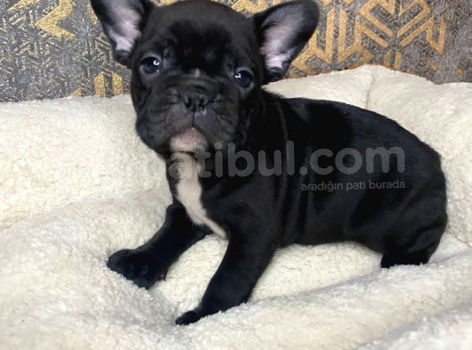 French Bulldog Yavrular Aşılı Eğitimli görsel