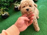 Orji̇nal Toy Poodle Di̇şi̇ Yavrumuz