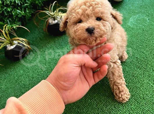 Orji̇nal Toy Poodle Di̇şi̇ Yavrumuz görsel