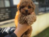 TOY POODLE AŞILI RED BROWN YAVRUMUZ
