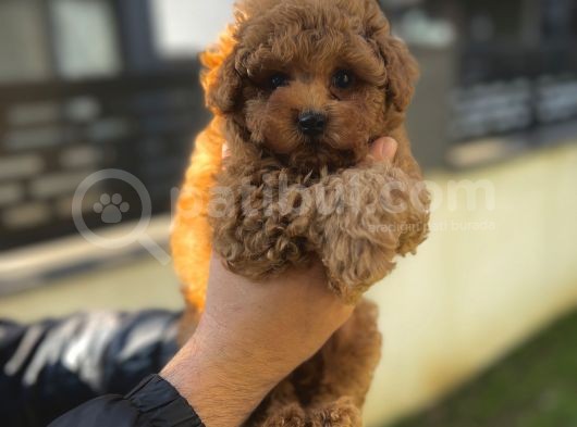 Toy Poodle Aşili Red Brown Yavrumuz