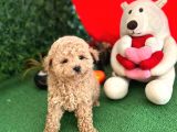Orji̇nal Toy Poodle Di̇şi̇ Yavrumuz