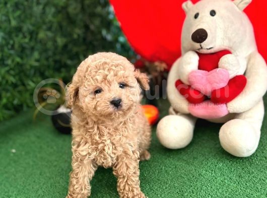 Orji̇nal Toy Poodle Di̇şi̇ Yavrumuz görsel