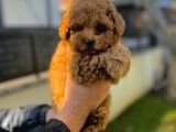 Toy Poodle Aşili Red Brown Yavrumuz
