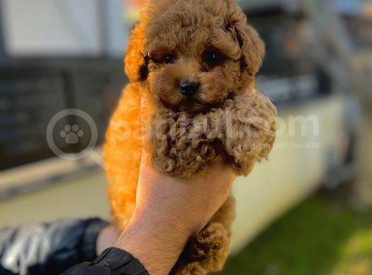 Toy Poodle Aşili Red Brown Yavrumuz görsel
