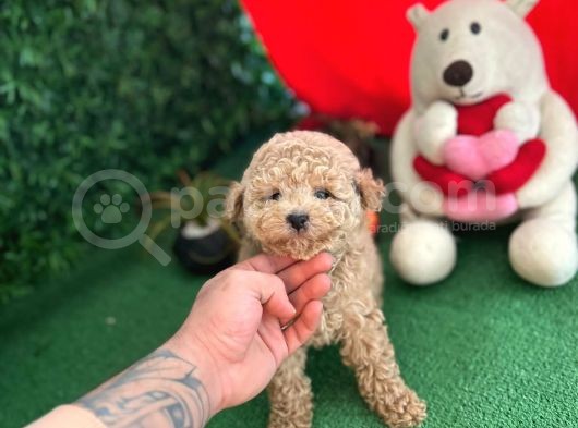 Orji̇nal Toy Poodle Di̇şi̇ Yavrumuz görsel