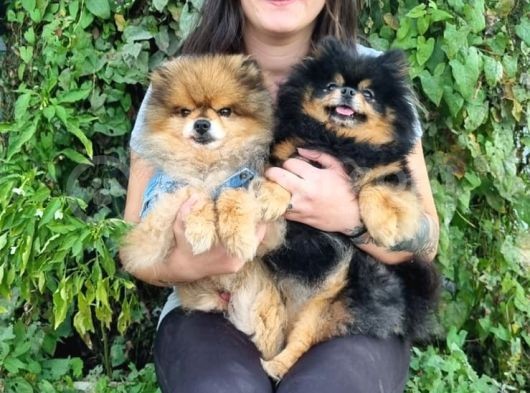 Pomeranian Yavrular (Bursa Köpek Okulu)