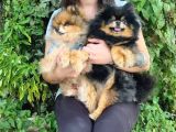 Pomeranian Yavrular (Bursa Köpek Okulu)