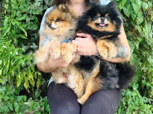 Pomeranian Yavrular (Bursa Köpek Okulu) görsel