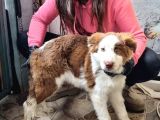 Kahve Beyaz Border Collie Bebek