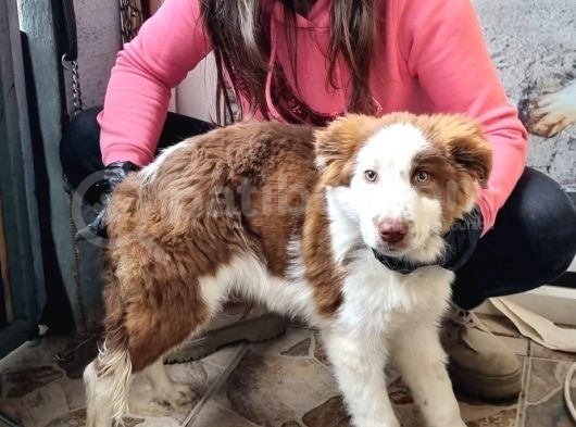 Kahve Beyaz Border Collie Bebek görsel