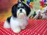 Mükemmel Kalite Shihtzu