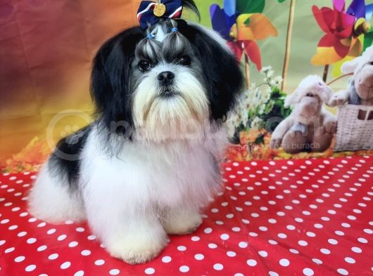 Mükemmel Kalite Shihtzu görsel