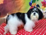 Mükemmel Kalite Shihtzu