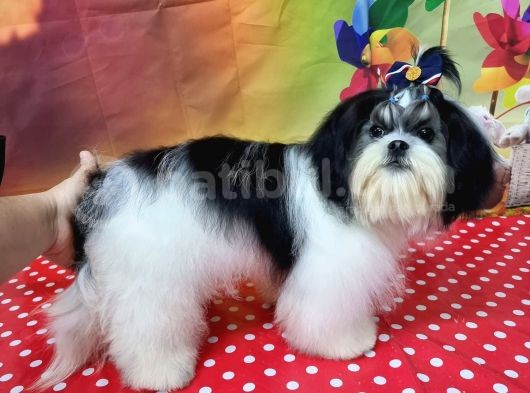 Mükemmel Kalite Shihtzu görsel