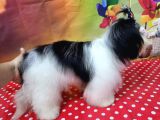 Mükemmel Kalite Shihtzu