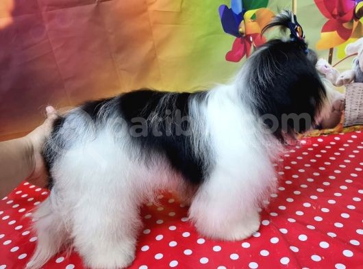 Mükemmel Kalite Shihtzu görsel