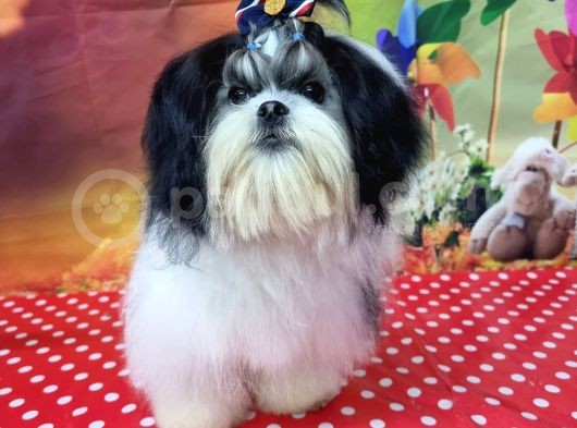 Mükemmel Kalite Shihtzu görsel