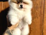 Pomerinian Boo Yavrulari