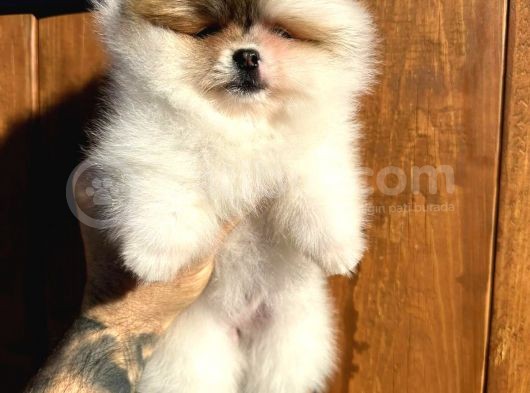 Pomerinian Boo Yavrulari görsel