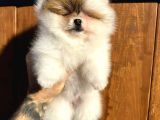 Pomerinian Boo Yavrulari Mama Ve Malzeme Kampanyali