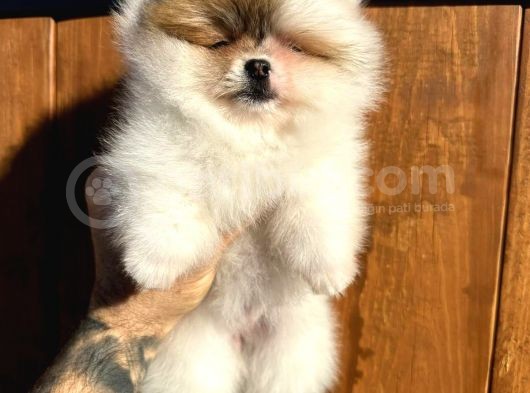Pomerinian Boo Yavrulari Mama Ve Malzeme Kampanyali görsel