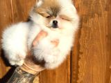 Pomerinian Boo Yavrulari Mama Ve Malzeme Kampanyali