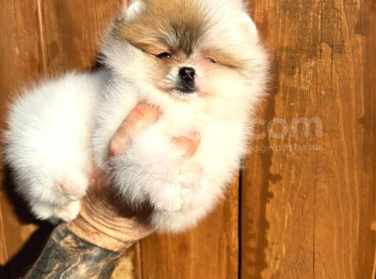 Pomerinian Boo Yavrulari Mama Ve Malzeme Kampanyali görsel