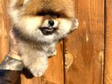 Pomerinian Boo Yavrulari