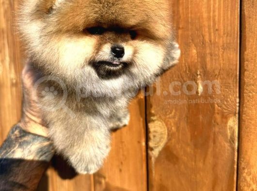 Pomerinian Boo Yavrulari görsel