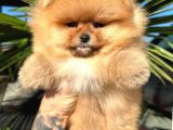 Pomerinian Boo Yavrulari