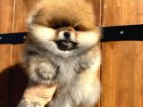 Pomerinian Boo Yavrulari