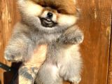 Pomerinian Boo Yavrulari