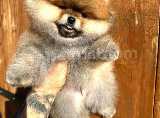 Pomerinian Boo Yavrulari görsel