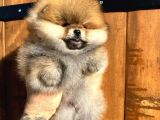 Pomerinian Boo Yavrulari Mama Ve Malzeme Kampanyali