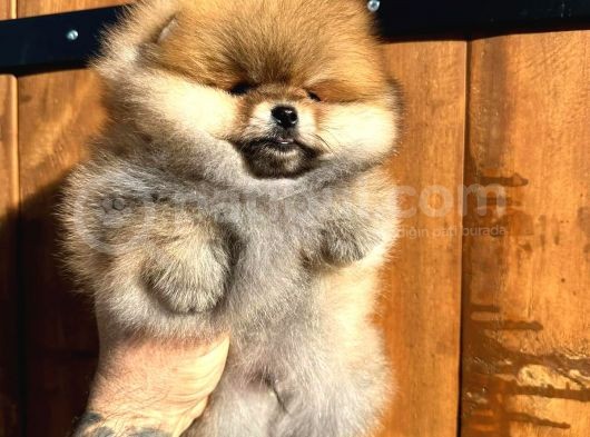 Pomerinian Boo Yavrulari Mama Ve Malzeme Kampanyali görsel