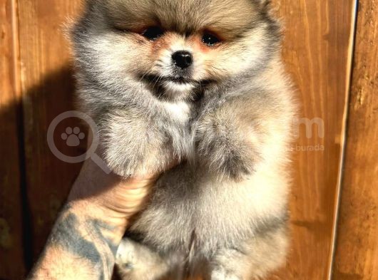 Pomerinian Boo Yavrulari Mama Ve Malzeme Kampanyali görsel