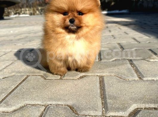 Pomerinian Boo Yavrulari Mama Ve Malzeme Kampanyali görsel