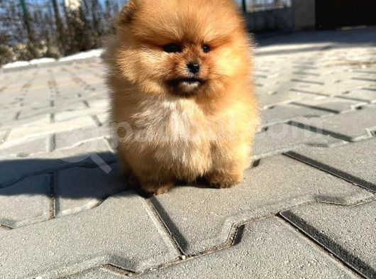 Pomerinian Boo Yavrulari görsel