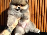 Pomerinian Boo Yavrulari