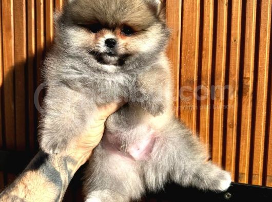 Pomerinian Boo Yavrulari görsel