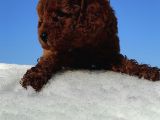 Red Toy Poodle Yavrular