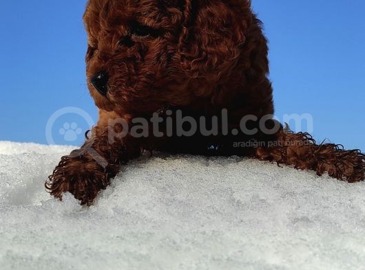 Red Toy Poodle Yavrular görsel