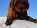 Red Toy Poodle Yavrular