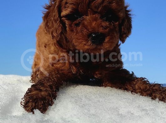 Red Toy Poodle Yavrular görsel