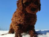Red Toy Poodle Yavrular