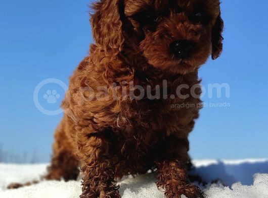 Red Toy Poodle Yavrular görsel